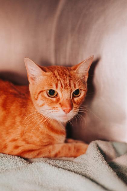 90701a Mandi-Pounce Cat Cafe, Adoptable, Adult Female Domestic Short Hair & Domestic Short Hair.