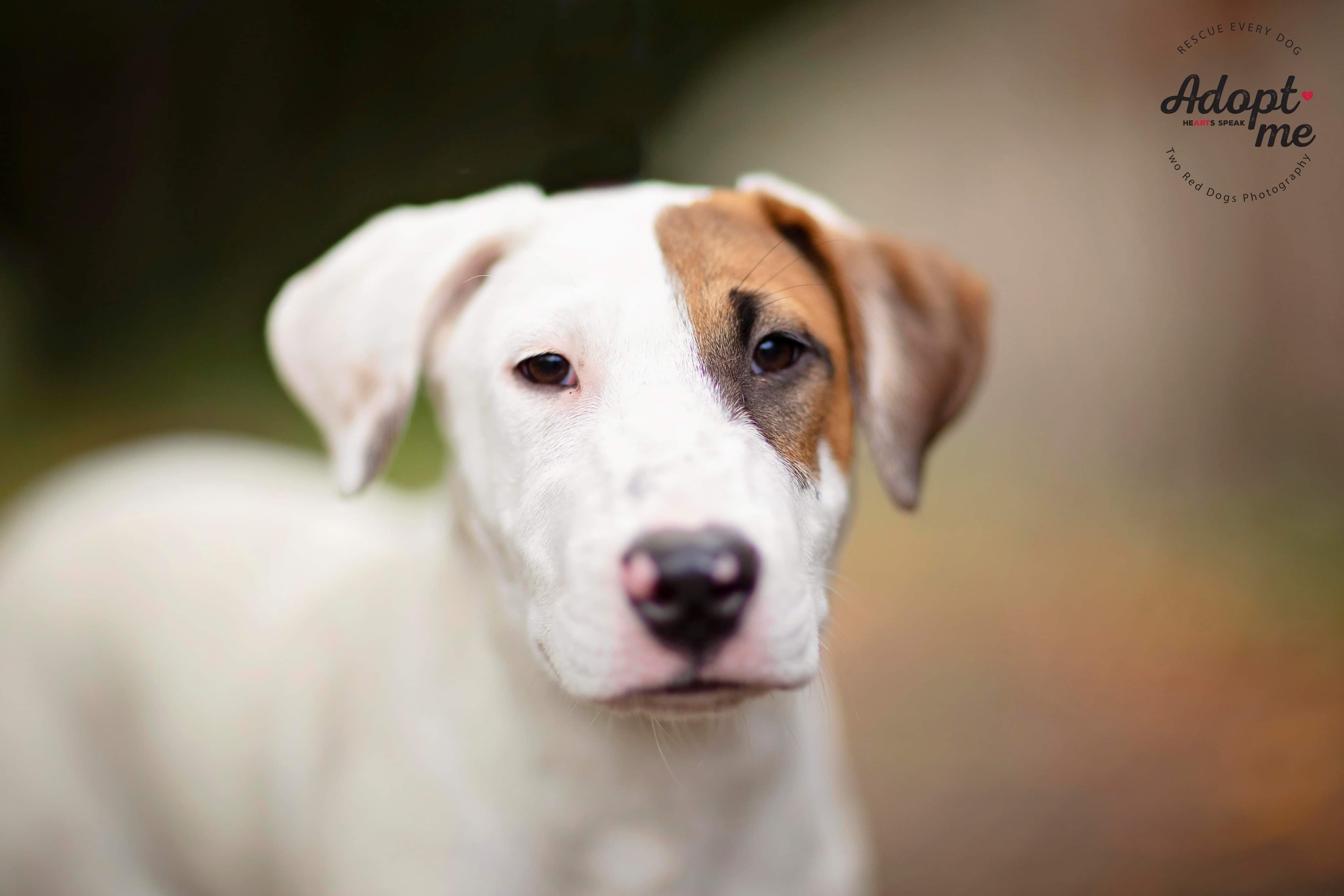 Jodi, Adoptable, Adult Female Labrador Retriever & Bull Terrier.