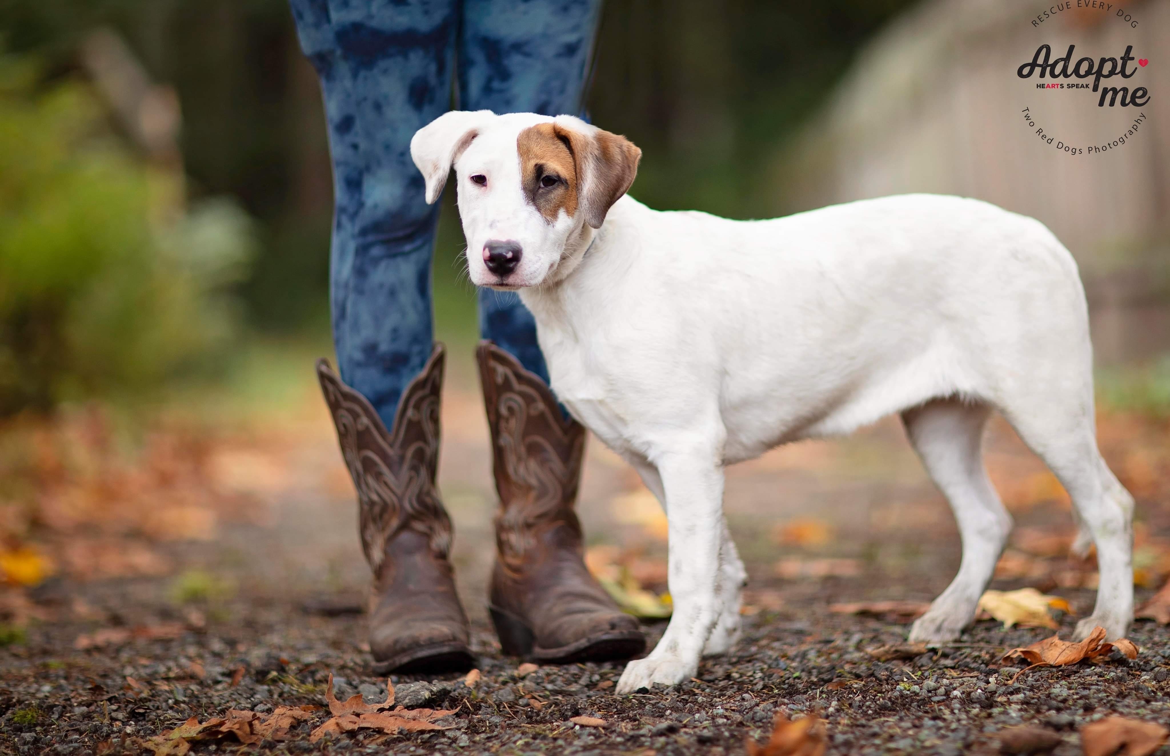 Enlarge Jodi, a Adoptable mixed breed in Seattle, WA image 3/11