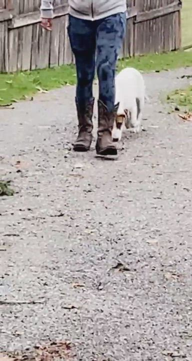 Enlarge Jodi, a Adoptable mixed breed in Seattle, WA video 11/11