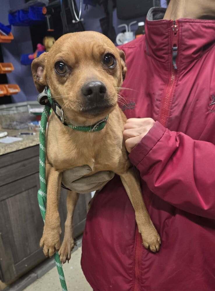 Enlarge Jasper, a Adoptable mixed breed in Waverly, OH image 1/1