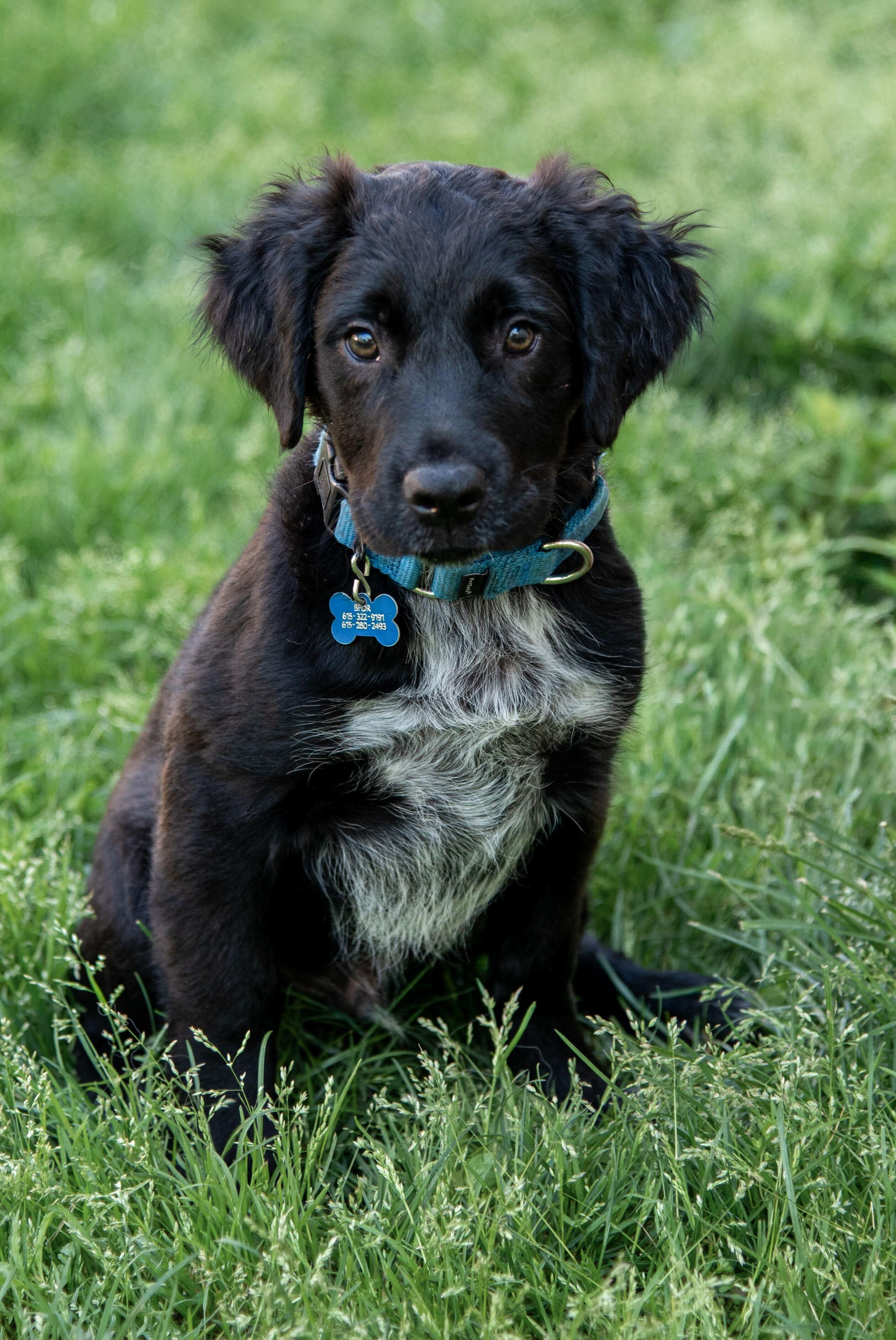 Watson, an adopted mixed breed in Madison, WI image 3/5