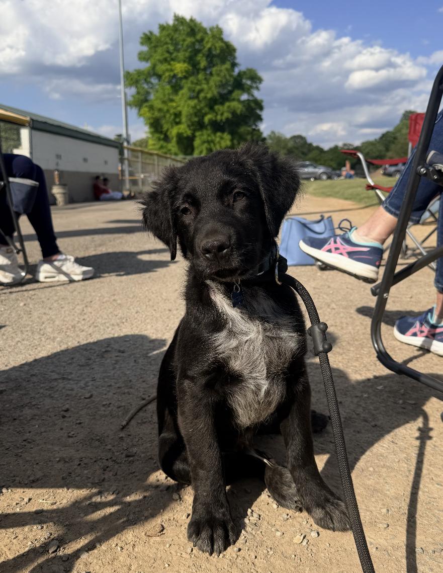 Watson, an adopted mixed breed in Madison, WI image 2/5