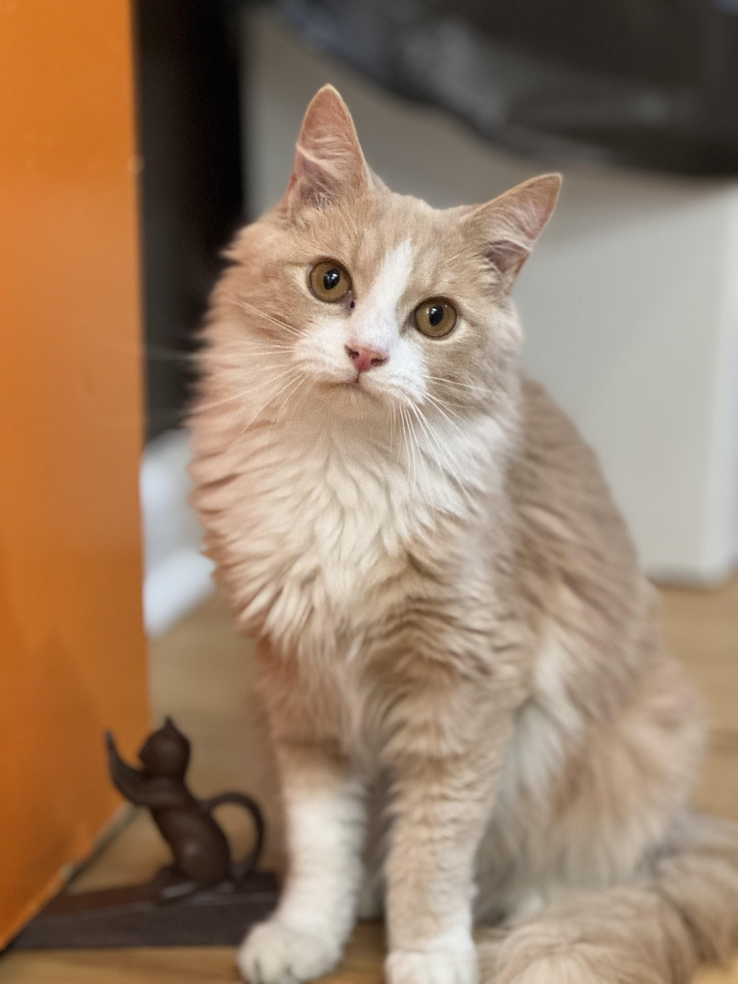 Kermit, adopted, Young Male Domestic Medium Hair.