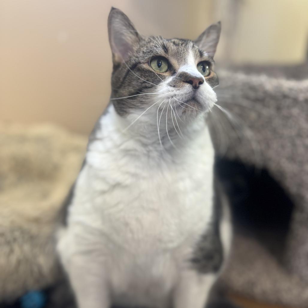 Otto, Adoptable, Senior Male Domestic Short Hair.