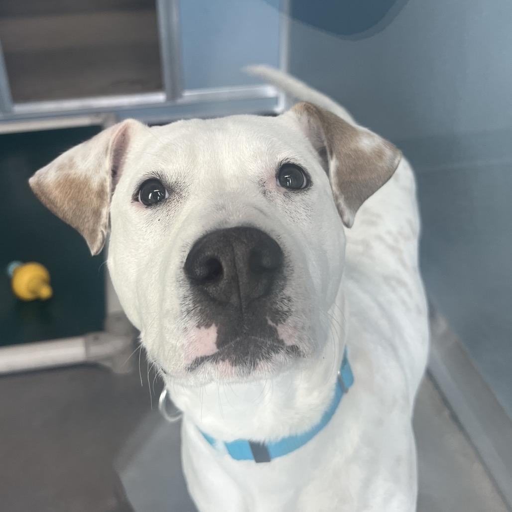 Nick, Adoptable, Young Male Terrier & Mixed Breed.