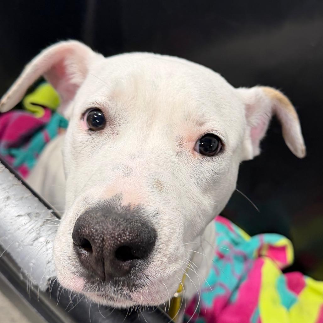 Nick, Adoptable, Puppy Male Terrier & Mixed Breed.