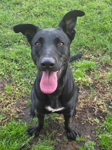 Puddin' Pie, Adoptable, Young Female Black Labrador Retriever & Pit Bull Terrier.