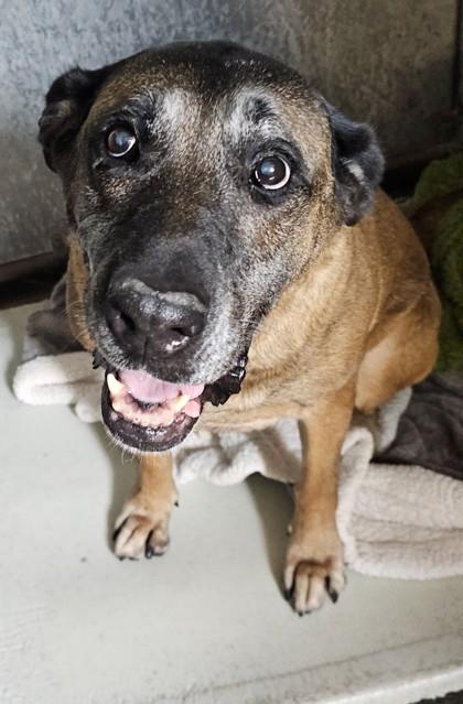 Keiko, Adoptable, Senior Female German Shepherd Dog & Mixed Breed.