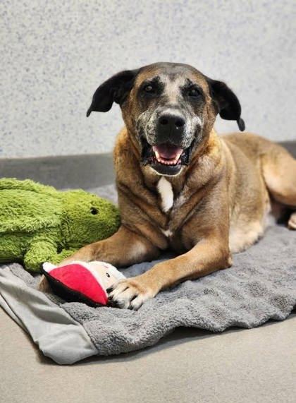 Keiko, Adoptable, Senior Female German Shepherd Dog & Mixed Breed.