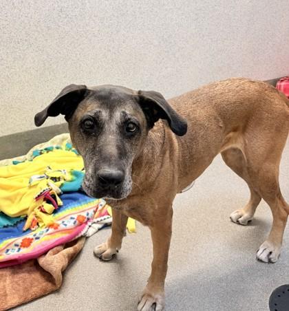Keiko, Adoptable, Senior Female German Shepherd Dog & Mixed Breed.