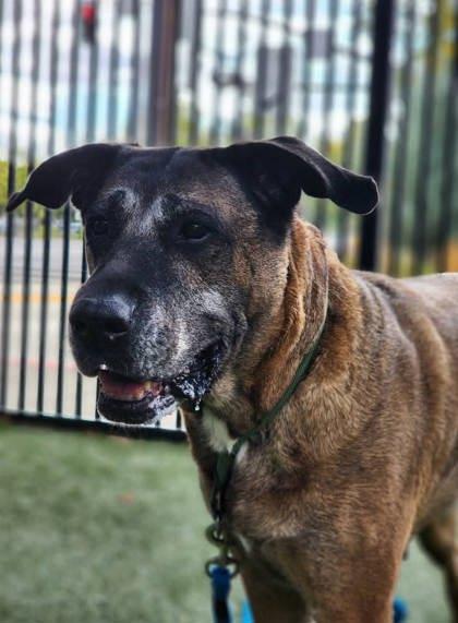 Keiko, a Adoptable mixed breed in Roseville, CA image 3/3