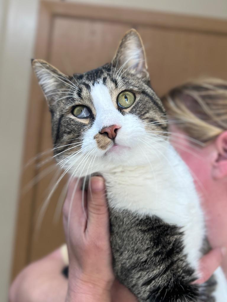 Enlarge Bob, a Adoptable mixed breed in Menomonie, WI image 1/1