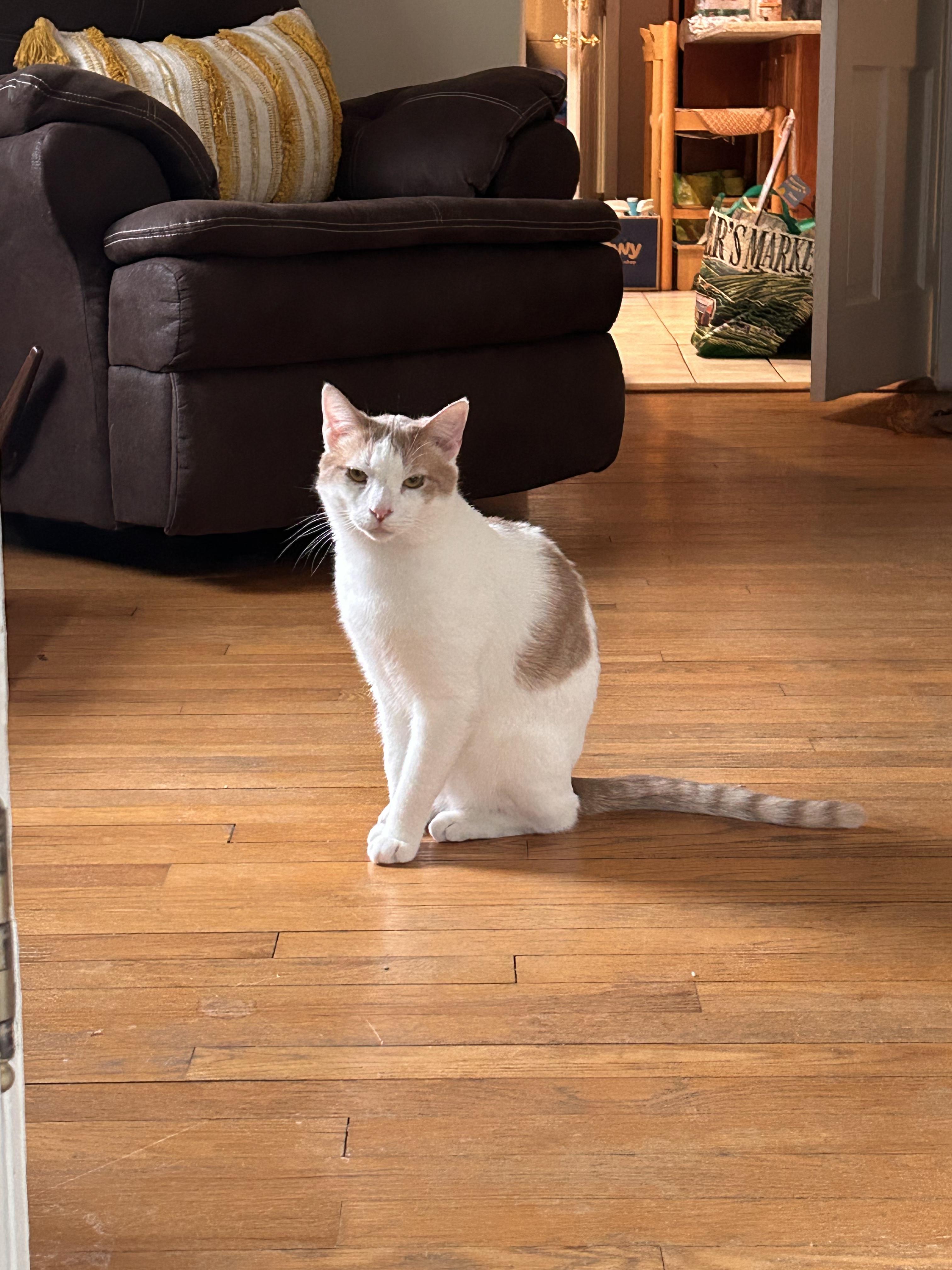 Enlarge Phoenix, a Adoptable Domestic Short Hair in Newark, NJ image 2/6