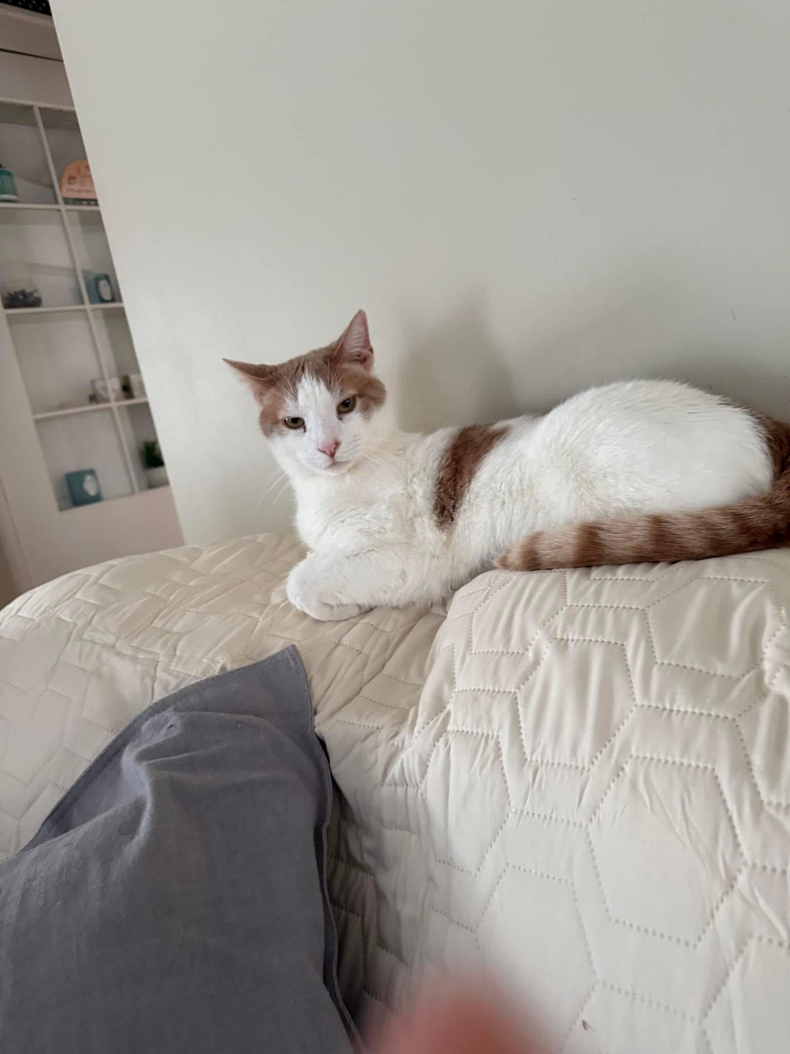 Enlarge Phoenix, a Adoptable Domestic Short Hair in Newark, NJ image 3/6