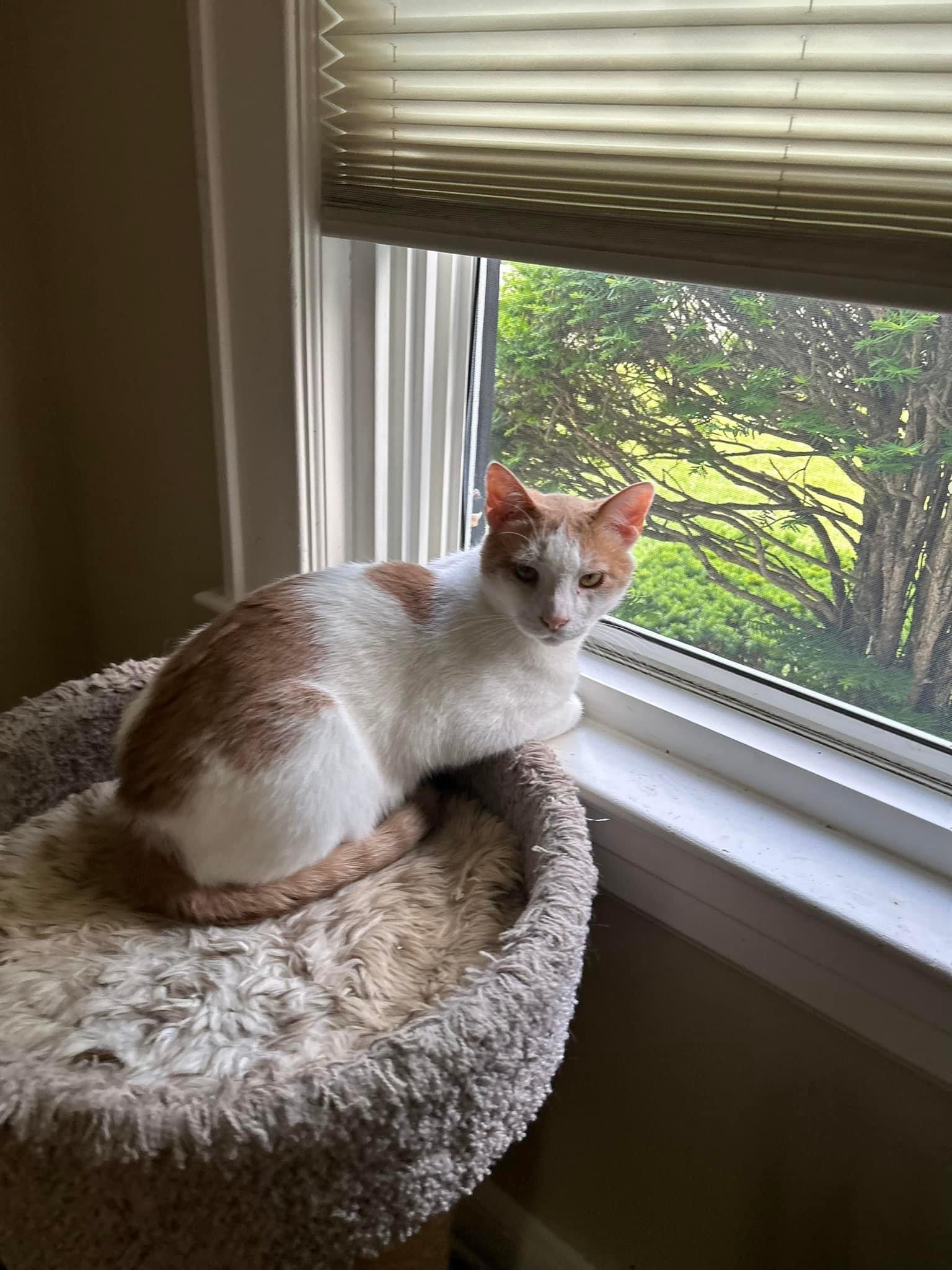 Phoenix, Adoptable, Adult Male Domestic Short Hair.