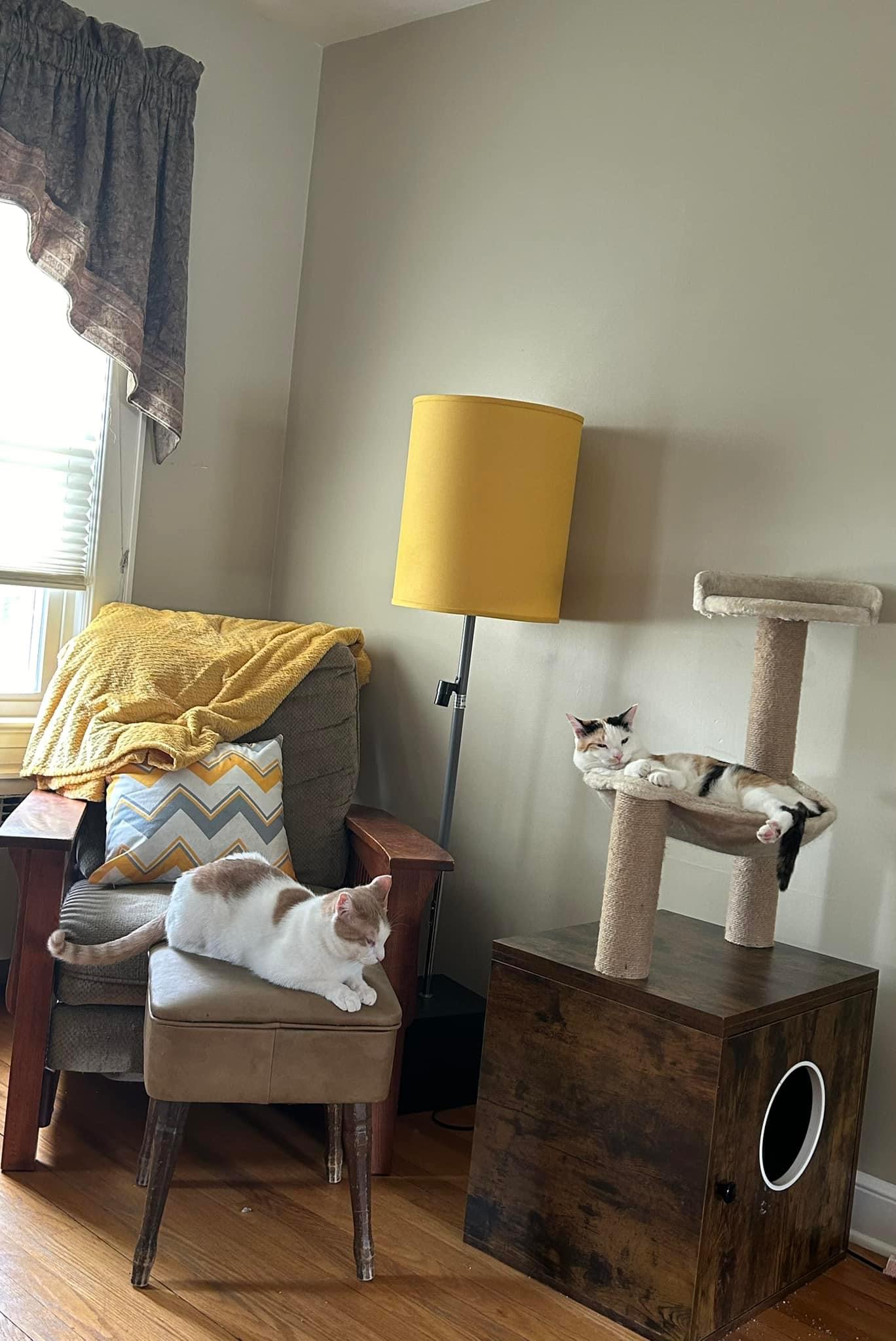 Enlarge Phoenix, a Adoptable Domestic Short Hair in Newark, NJ image 5/6