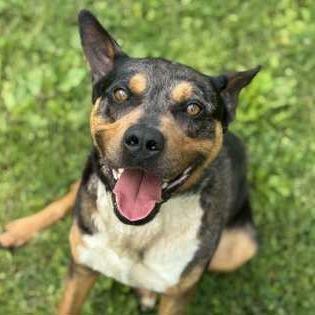 Bo, a Adoptable mixed breed in Erie, PA image 1/6