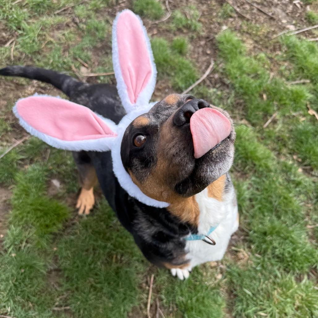 Bo, Adoptable, Adult Male Australian Cattle Dog / Blue Heeler.