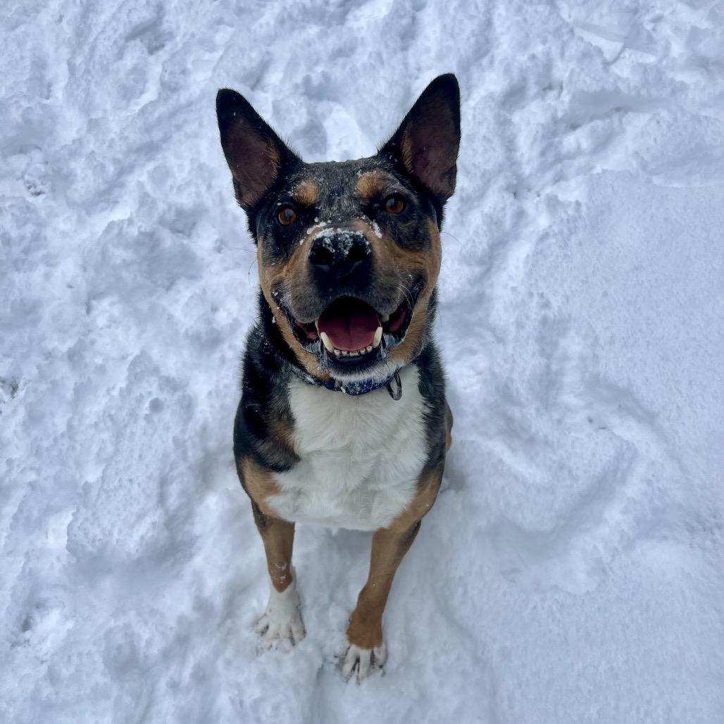Enlarge Bo, a Adoptable mixed breed in Erie, PA image 1/6