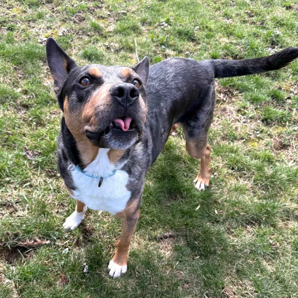 Enlarge Bo, a Adoptable mixed breed in Erie, PA image 2/6