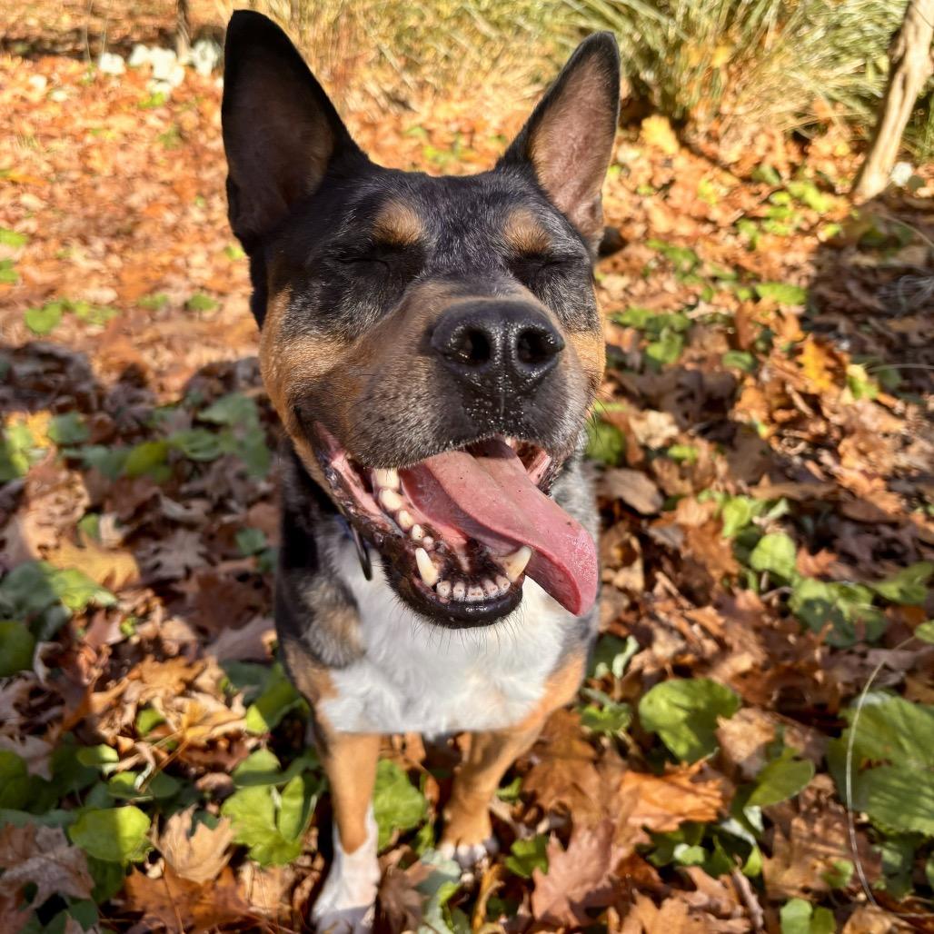 Bo, a Adoptable mixed breed in Erie, PA image 2/6