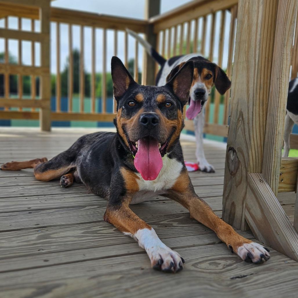 Bo, Adoptable, Adult Male Australian Cattle Dog / Blue Heeler.