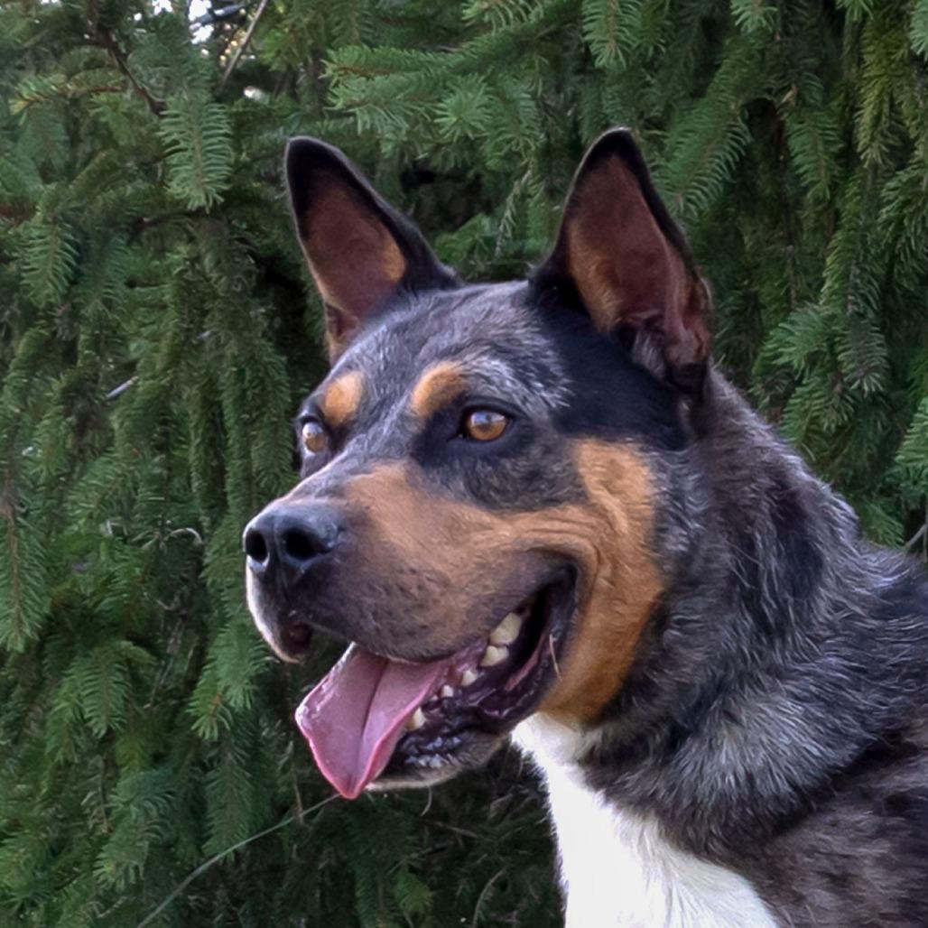 Bo, a Adoptable mixed breed in Erie, PA image 3/6