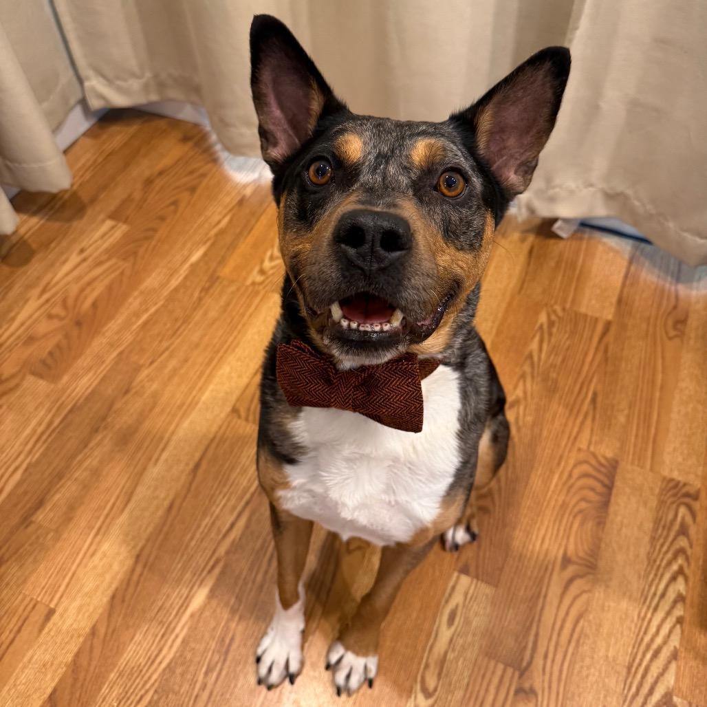 Enlarge Bo, a Adoptable mixed breed in Erie, PA image 2/6