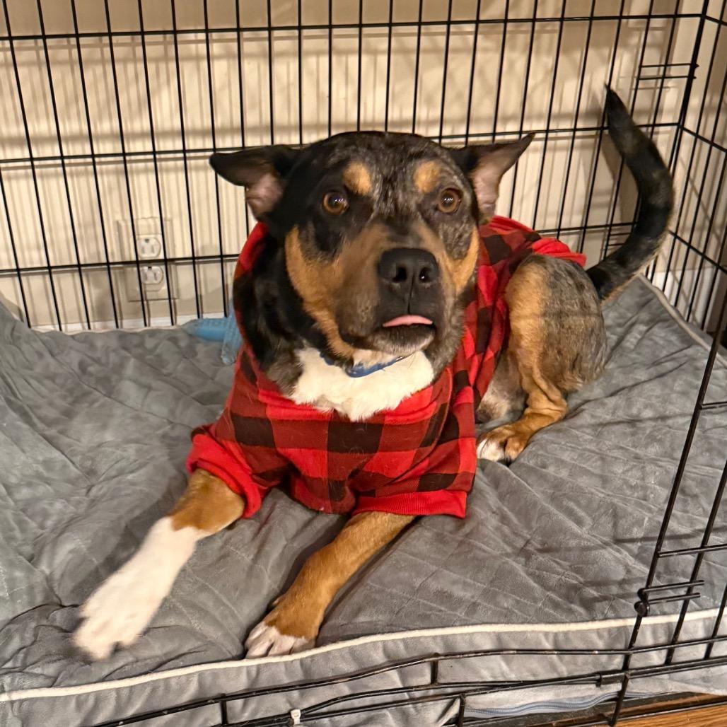 Enlarge Bo, a Adoptable mixed breed in Erie, PA image 4/6