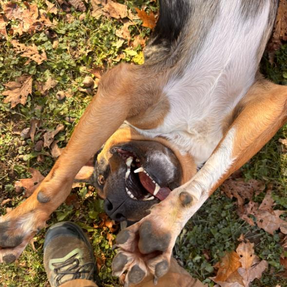 Enlarge Bo, a Adoptable mixed breed in Erie, PA image 4/6