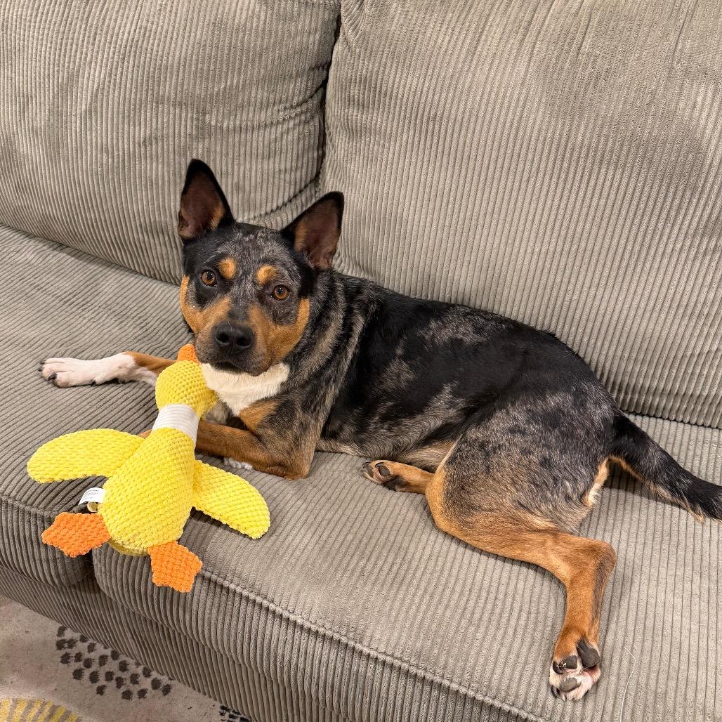 Enlarge Bo, a Adoptable mixed breed in Erie, PA image 5/6