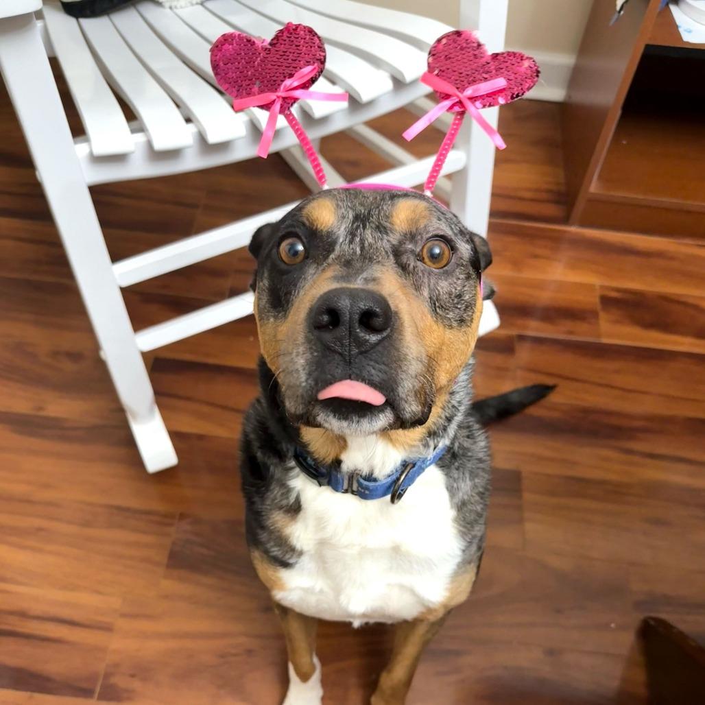 Enlarge Bo, a Adoptable mixed breed in Erie, PA image 4/6