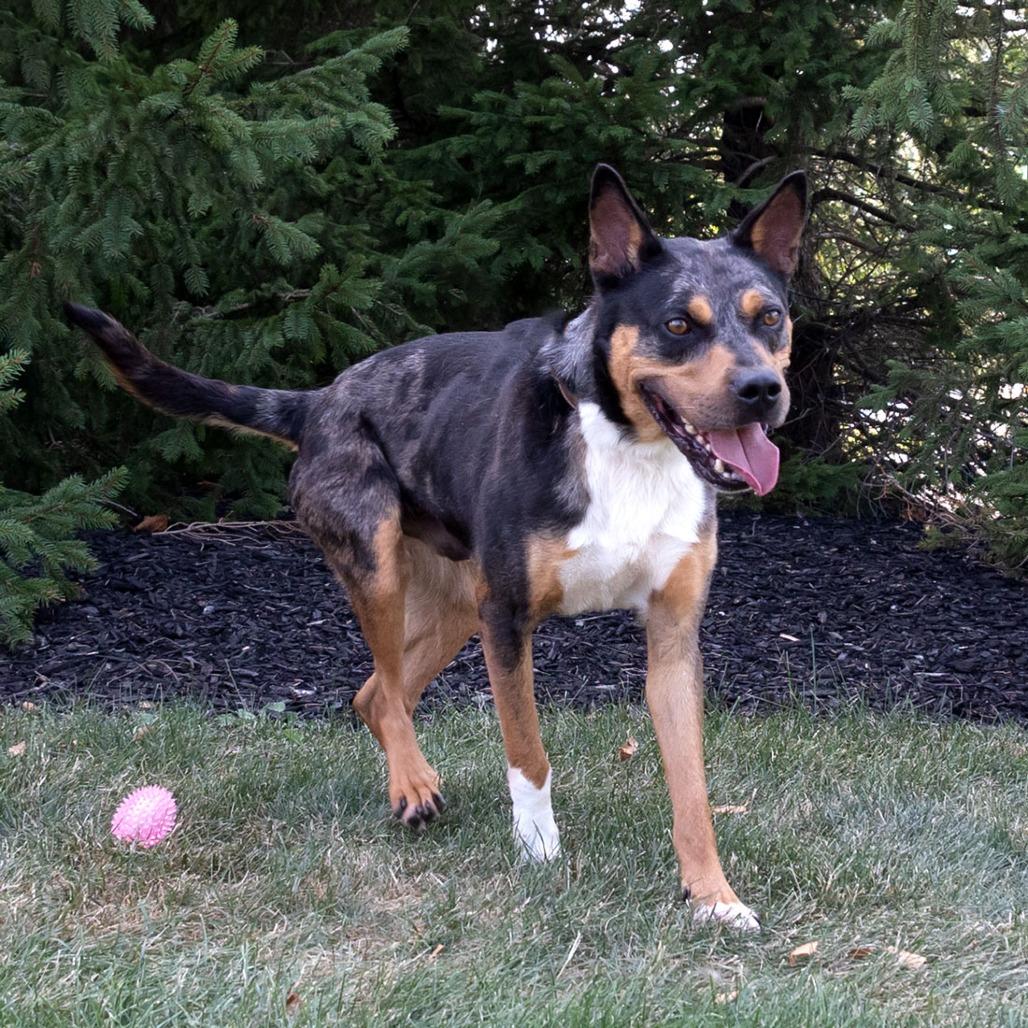 Bo, a Adoptable mixed breed in Erie, PA image 6/6