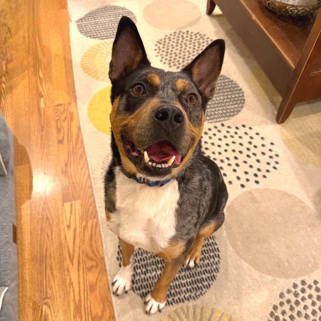 Enlarge Bo, a Adoptable mixed breed in Erie, PA image 5/6