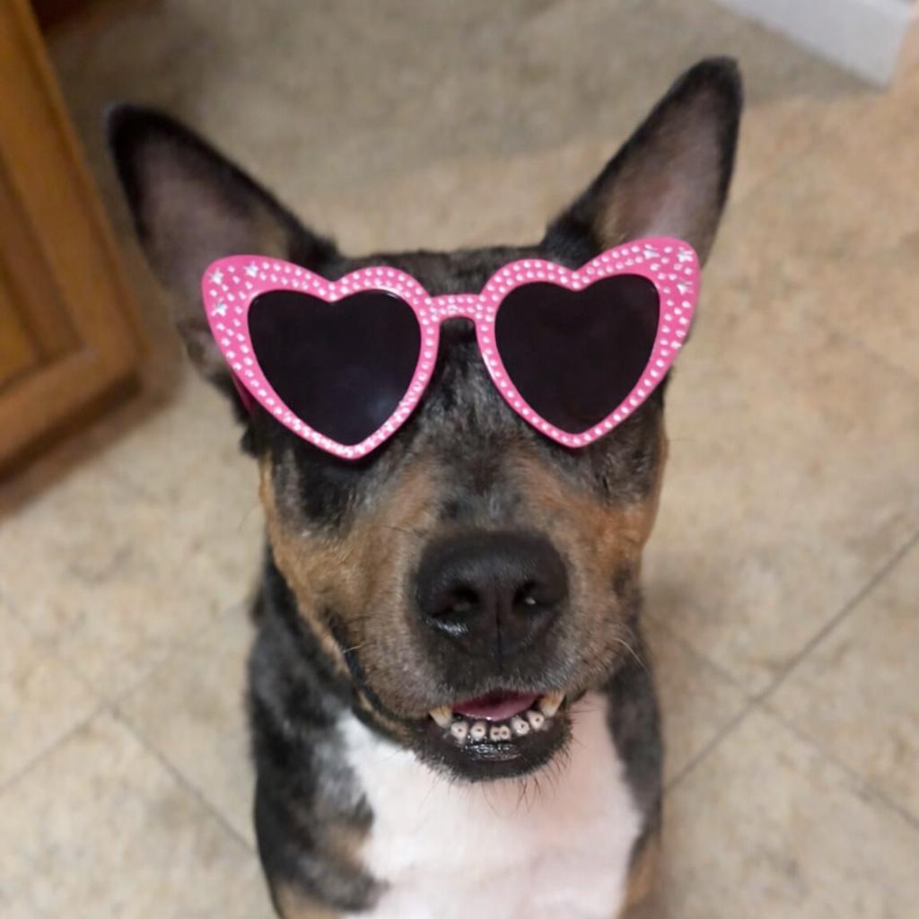 Enlarge Bo, a Adoptable mixed breed in Erie, PA image 6/6