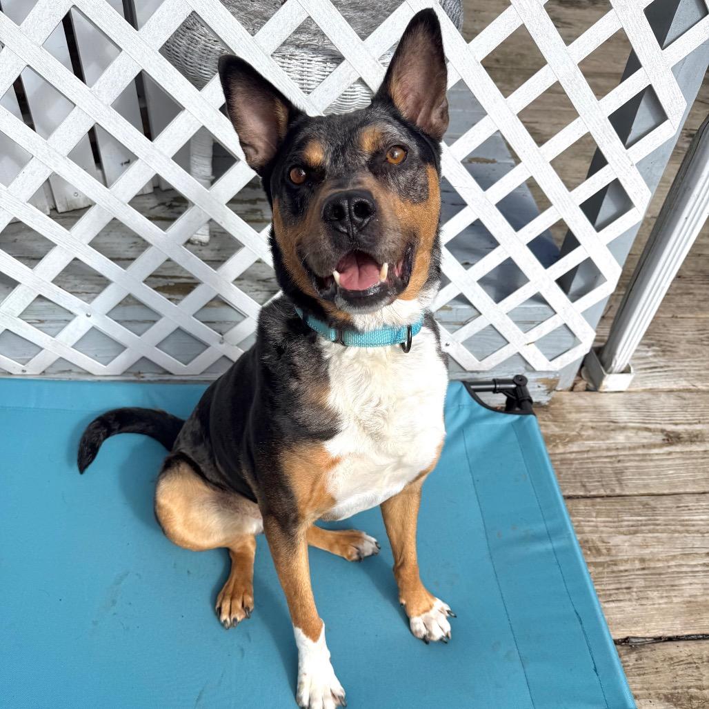 Enlarge Bo, a Adoptable mixed breed in Erie, PA image 6/6