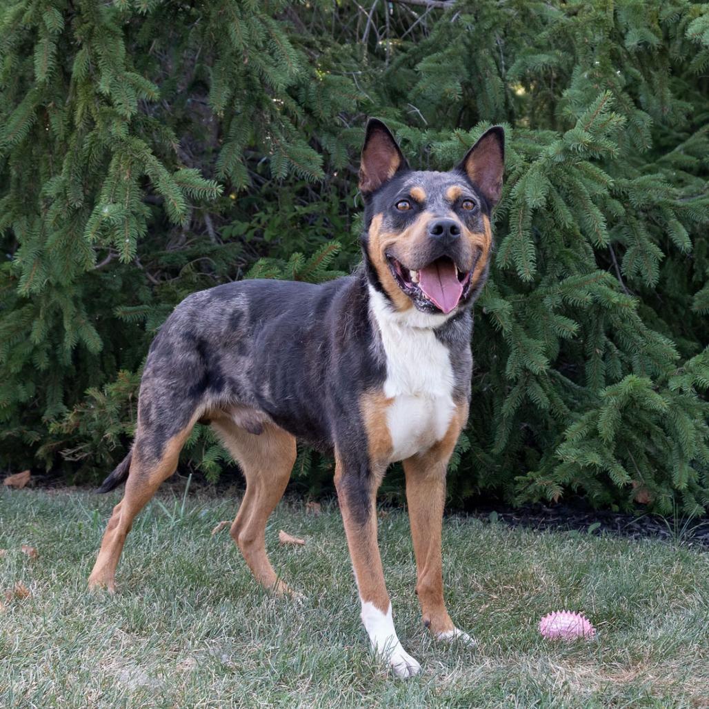 Enlarge Bo, a Adoptable mixed breed in Erie, PA image 6/6