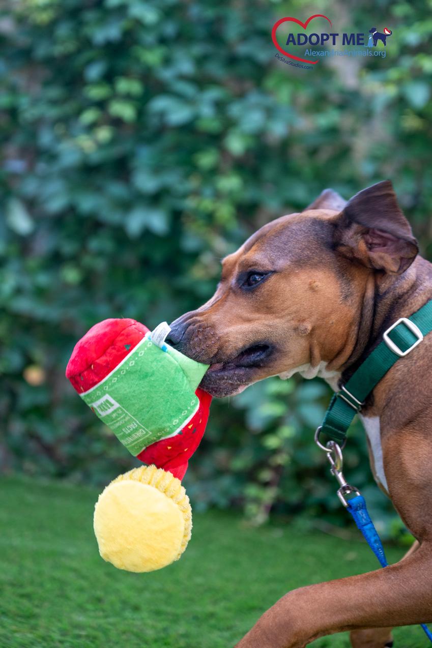 Coco, Adoptable, Adult Female Mixed Breed.
