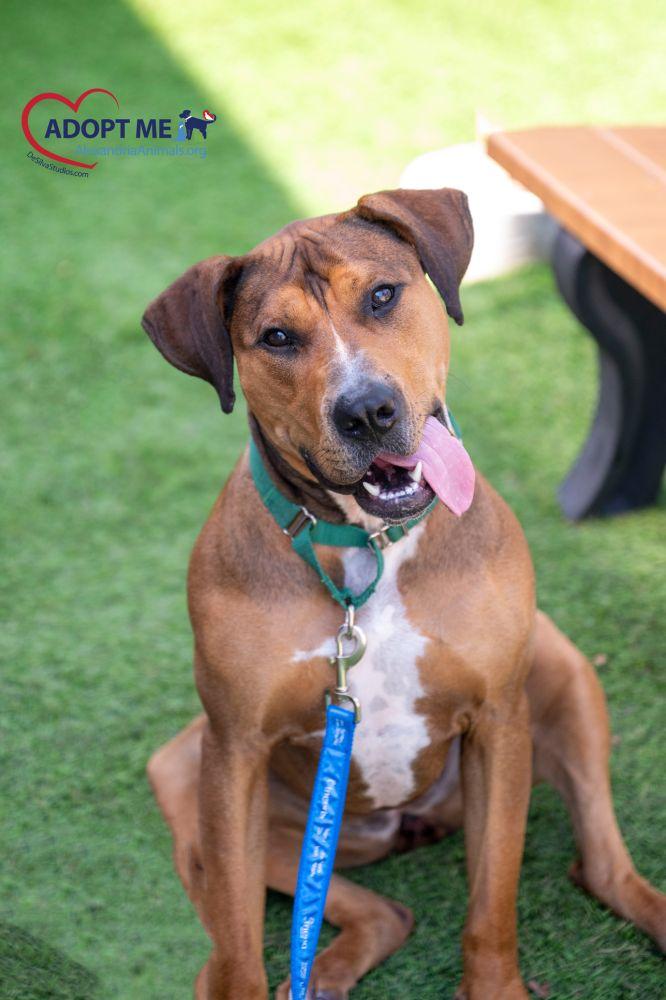 Enlarge Coco, a Adoptable Mixed Breed in Alexandria, VA image 2/5