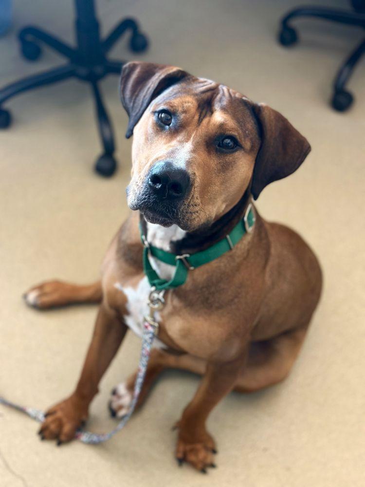 Enlarge Coco, a Adoptable Mixed Breed in Alexandria, VA image 4/5