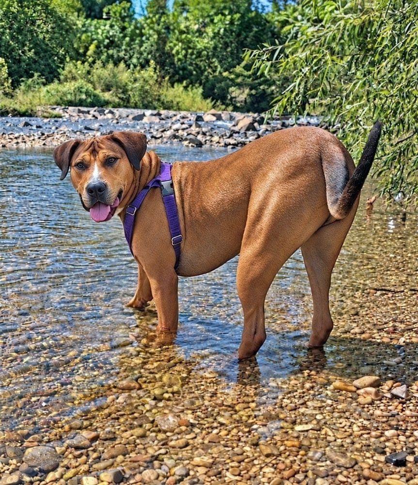 Enlarge Coco, a Adoptable Mixed Breed in Alexandria, VA image 5/5