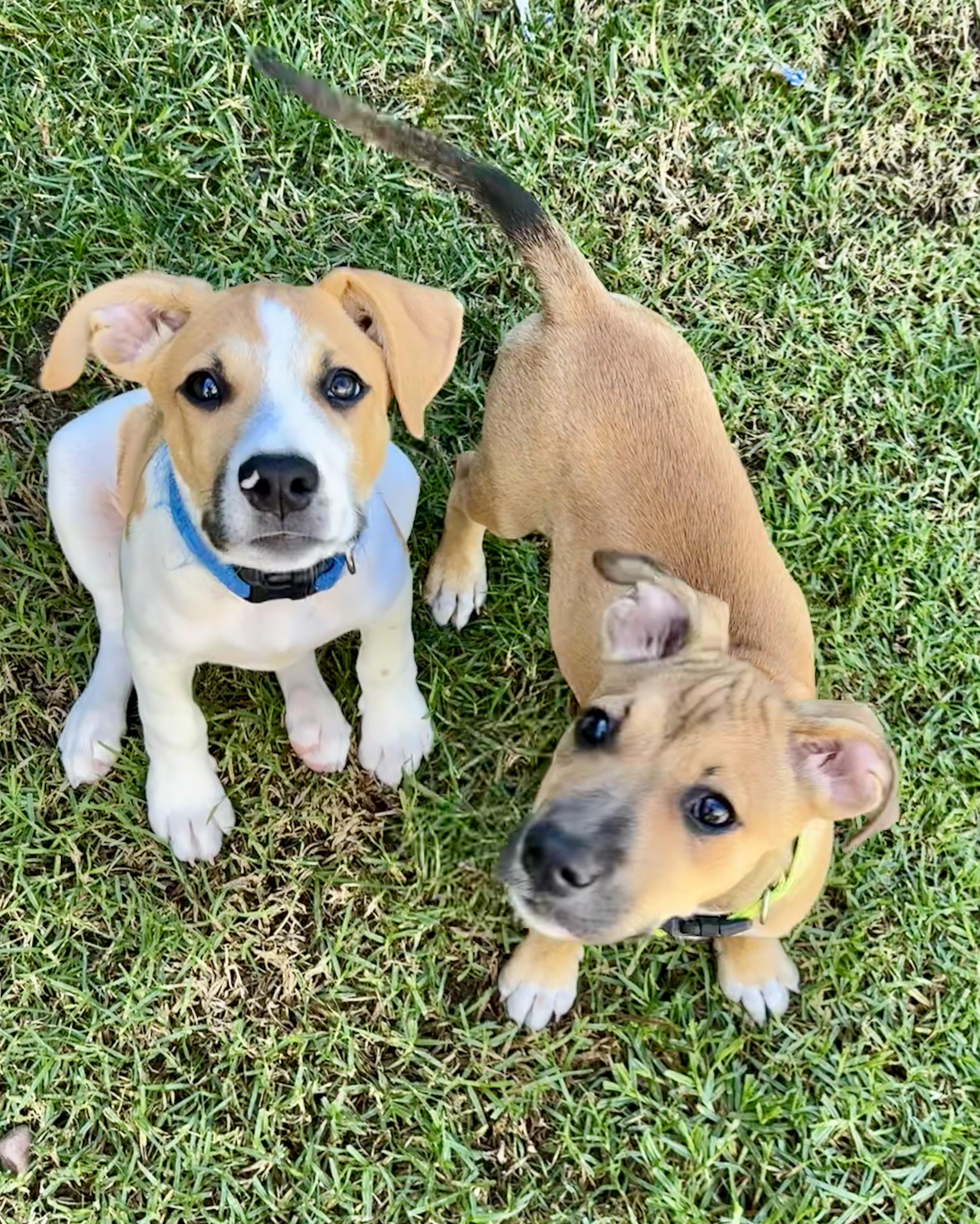 Enlarge Wendy, a Adopted mixed breed in Torrance, CA image 4/5
