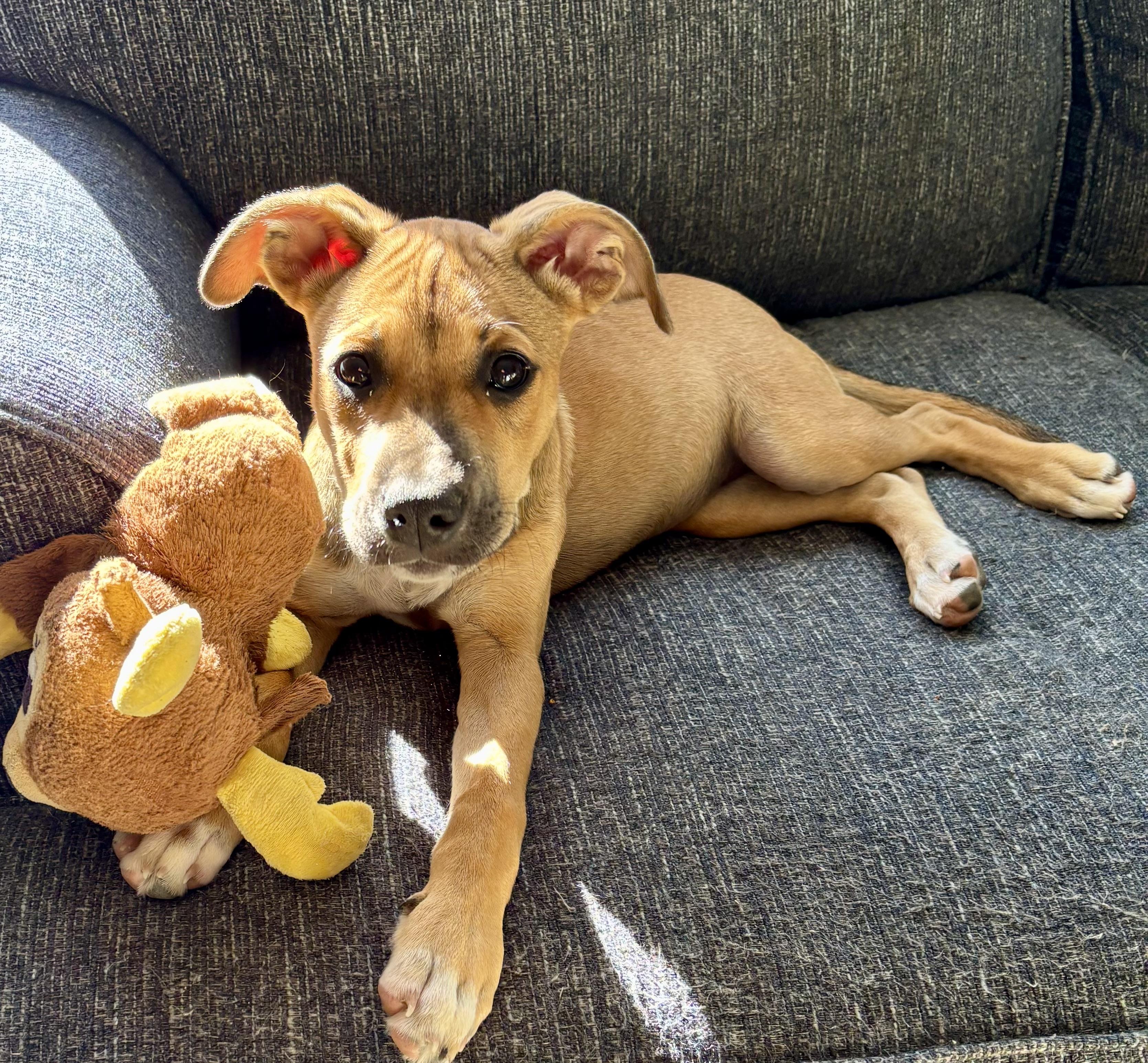 Wendy, Adopted, Puppy Female Terrier & Jack Russell Terrier.