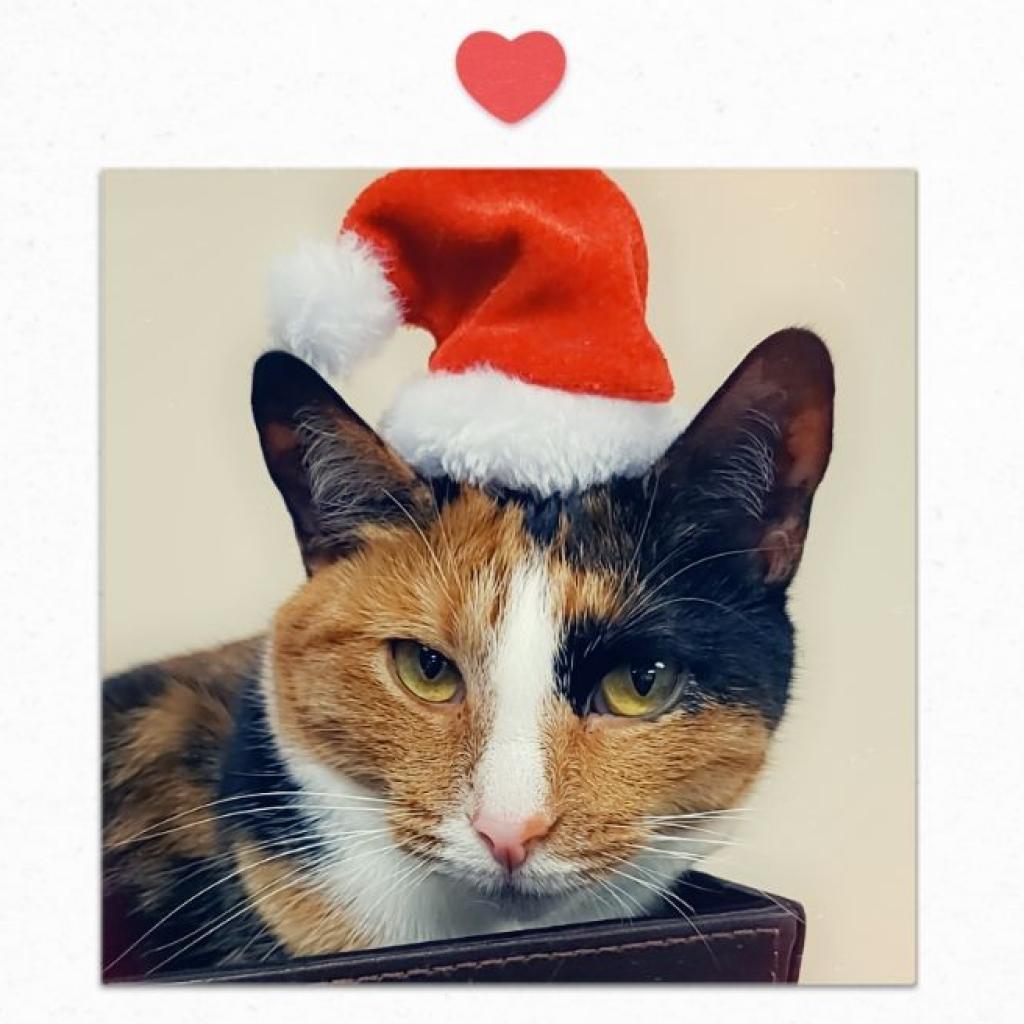 Silke — thumbnail 6