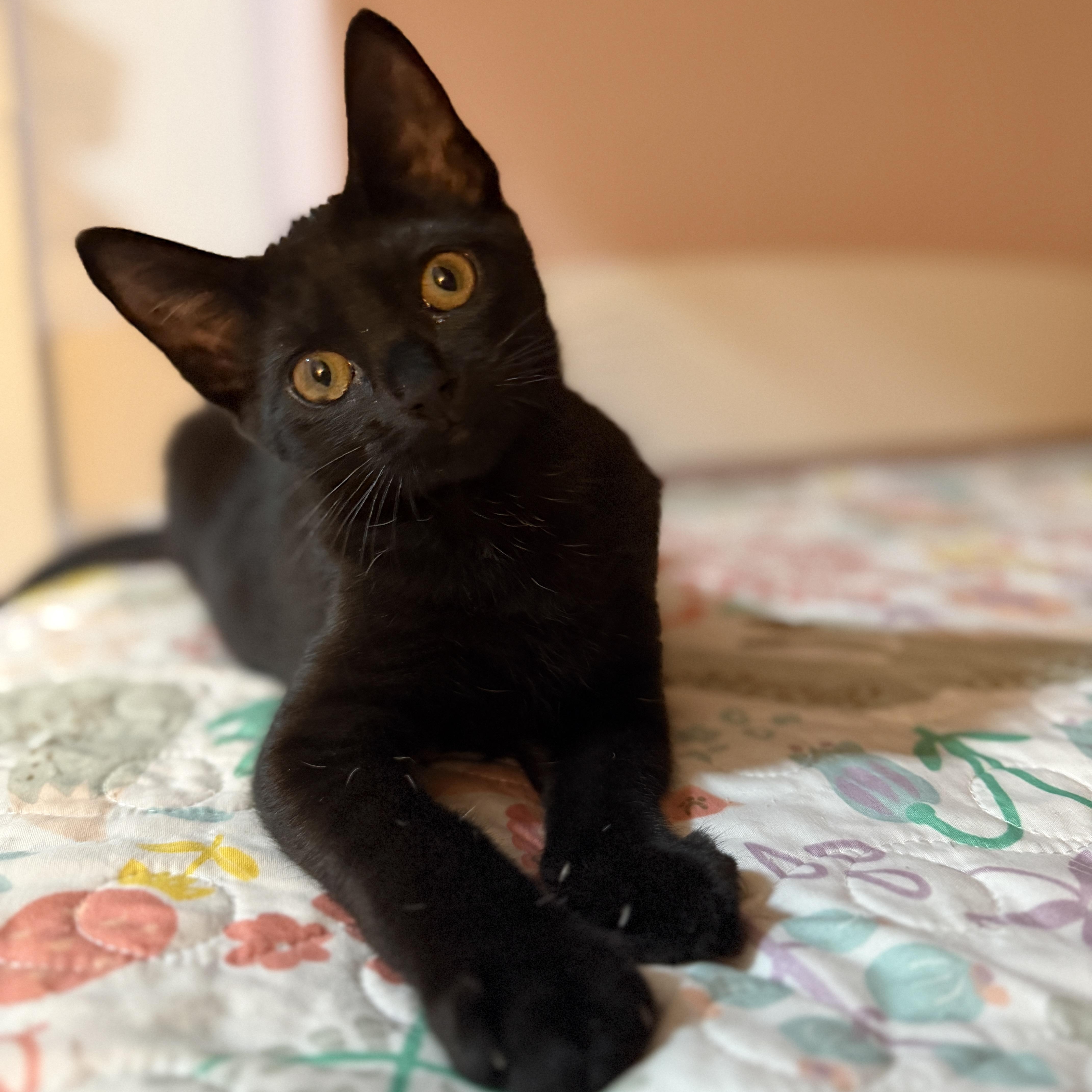 Link, an adopted Domestic Short Hair in Roanoke, VA image 1/3