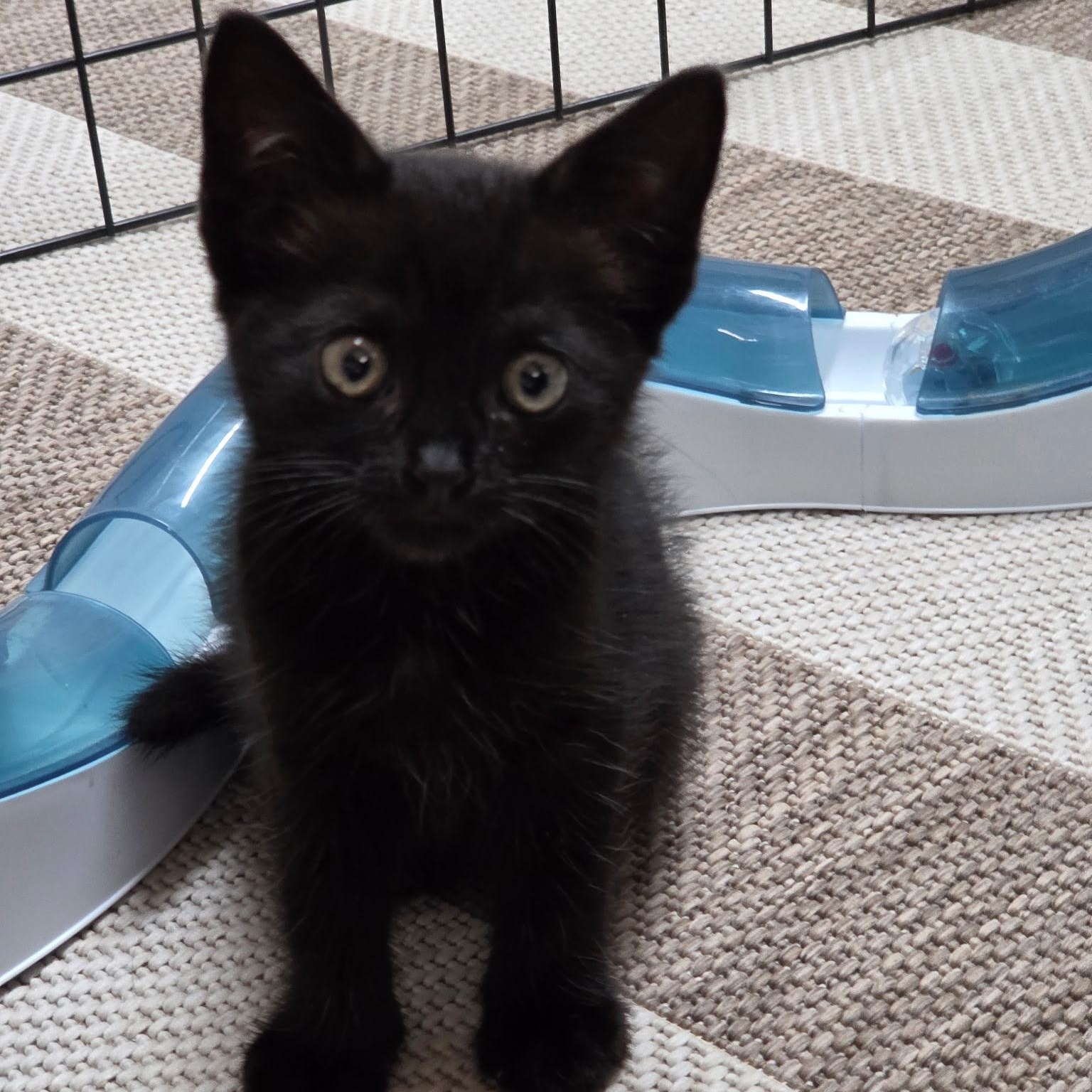 Link, ADOPTABLE, Kitten Male Domestic Short Hair.