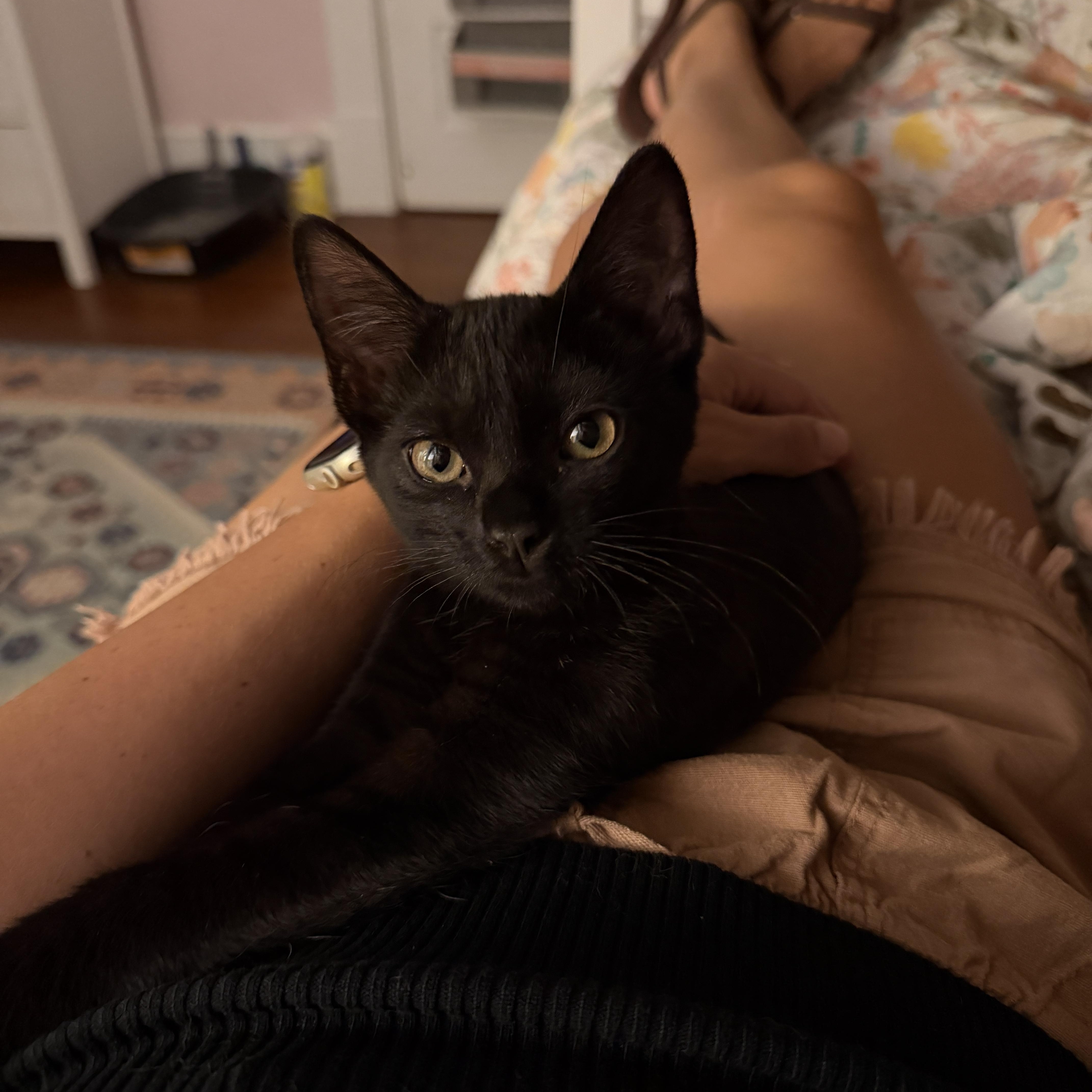 Link, an adopted Domestic Short Hair in Roanoke, VA image 2/3