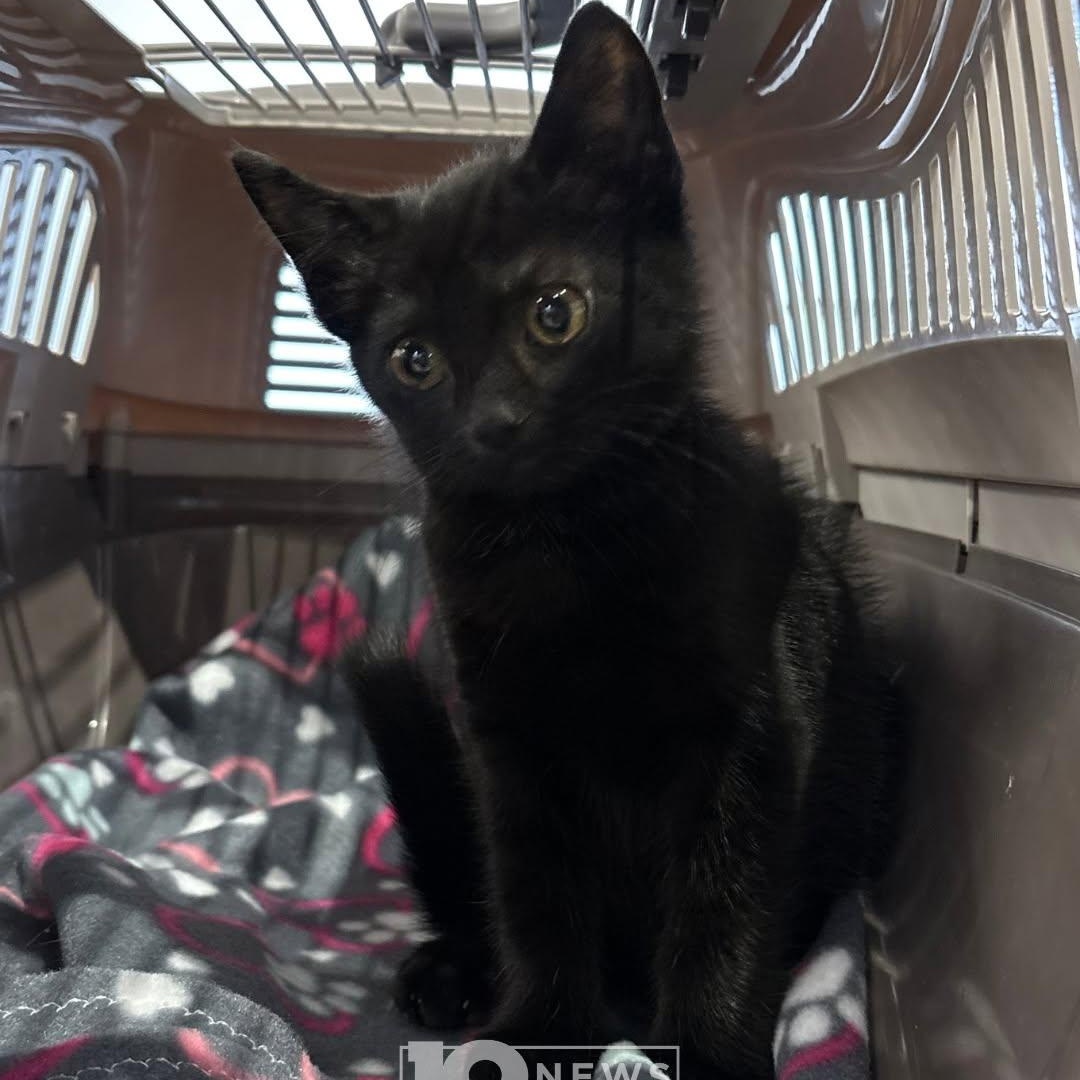 Link, a ADOPTABLE Domestic Short Hair in Roanoke, VA image 2/2