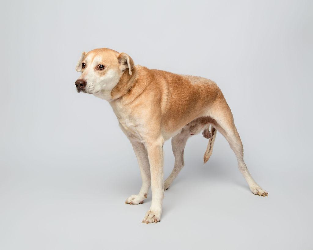 Harvey, Adoptable, Senior Male German Shepherd Dog & Mixed Breed.